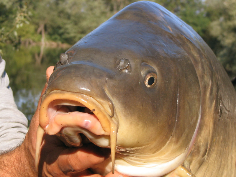 Beautiful, powerful and clever carps
