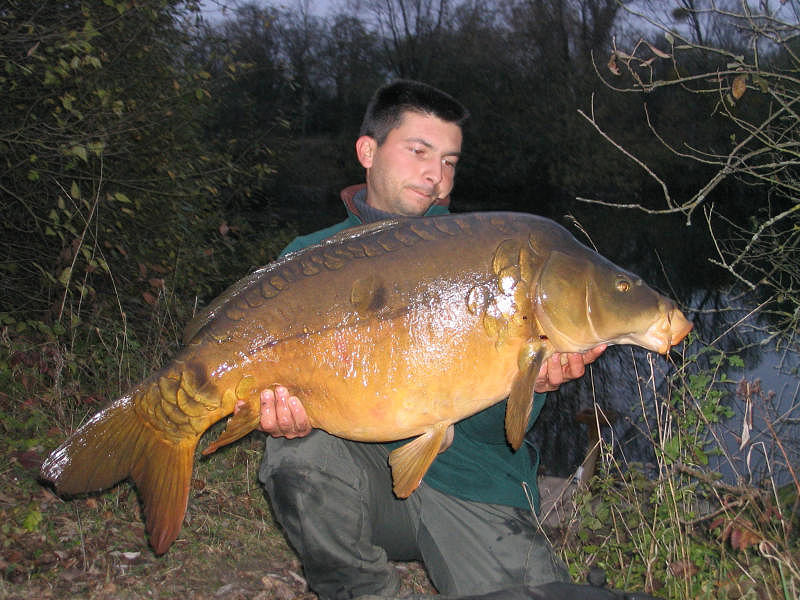 Beautiful wild carps