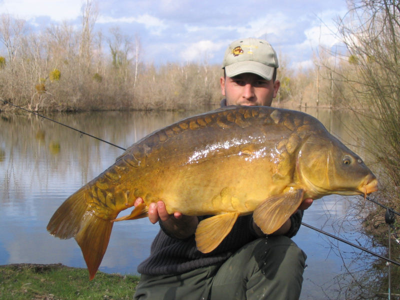 Beautiful, cunning and powerful carps