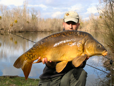 Beautiful spirited carps